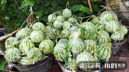 重庆城科吃瓜,一场吃瓜大戏的幕后真相