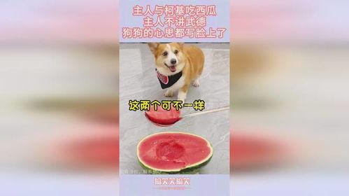 吃瓜小狗和吃瓜主人,一场欢乐的瓜界盛宴