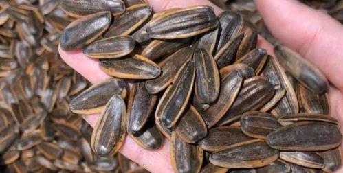 吃瓜了瓜子,揭秘瓜子的魅力与食用之道